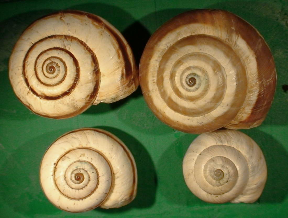 Cernuella (Cernuella) virgata (Da Costa, 1778)